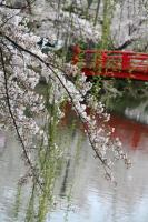 臥竜公園の桜